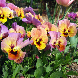 Pink-Purple-Yellow Pansy 粉紫黃三色菫